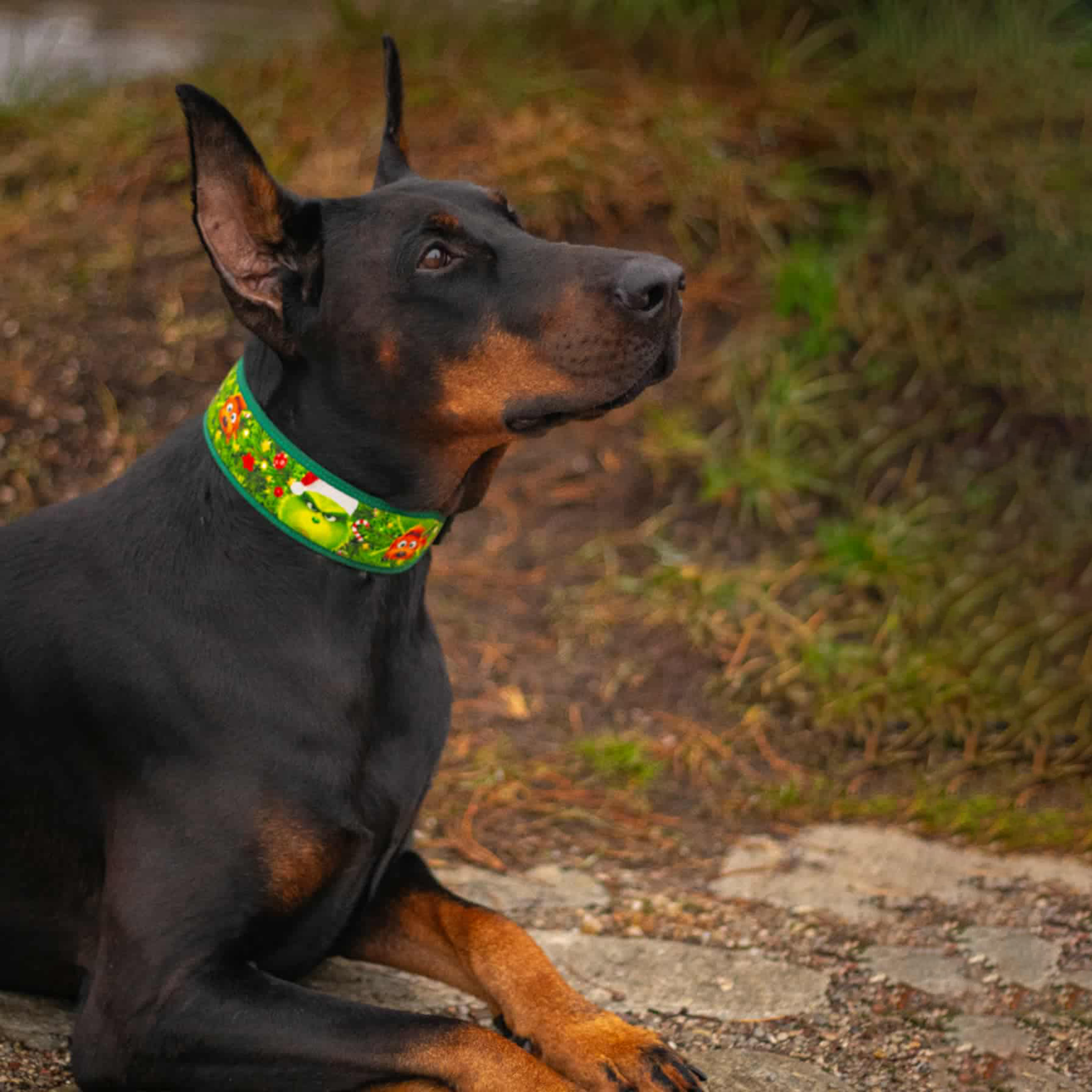 Dog wearing a colorful collar sitting outdoors on a path with grass.
